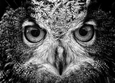 1024x768 resolution | grayscale photography of owl HD wallpaper ...