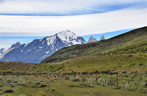 Chile - Patagonia - Guanaco Herd and Torres del Paine Mountains Photograph by Jeremy Hall | Fine ...