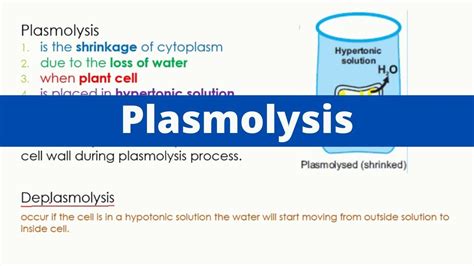 Plasmolysis | Deplasmoysis | Biology | Video lessons, Biology, Solutions