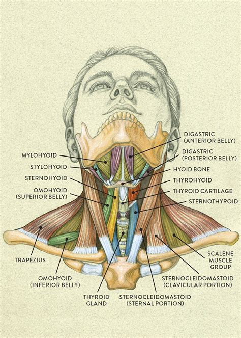 Head And Neck Anatomy Diagram Muscle Neck Diagram Blank Labels | Porn ...