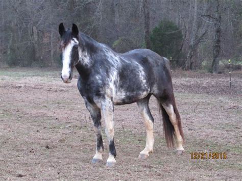 17+ best images about Horses - Sabino on Pinterest | Horses for sale, Palomino and Bays