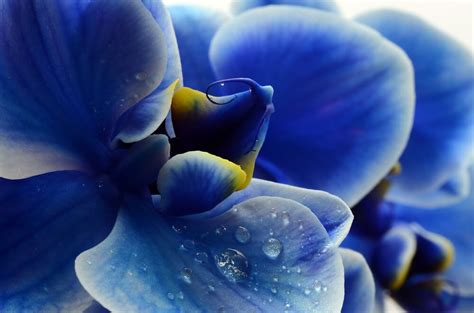 Las maravillosas orquídeas azules | Colvin Blog