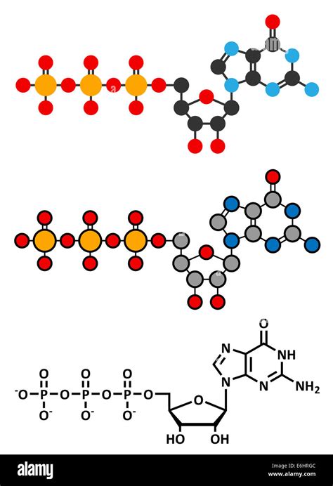 Guanosine triphosphate hi-res stock photography and images - Alamy