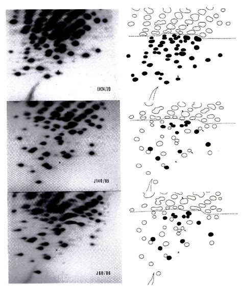 Figure 3 from The first epidemic of acute hemorrhagic conjunctivitis due to a coxsackievirus A24 ...