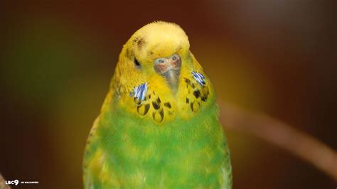 Green Budgie - Budgies Wallpaper (36931367) - Fanpop