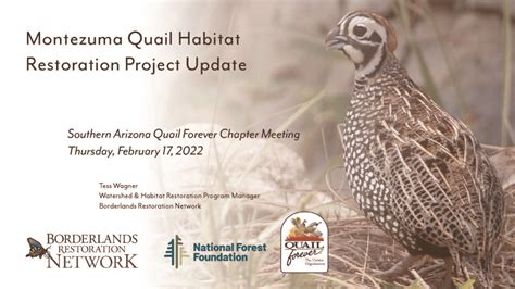 Mearns Quail Habitat Restoration - Southern Arizona Quail Forever