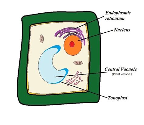 Do Plant Cells have Vesicles?