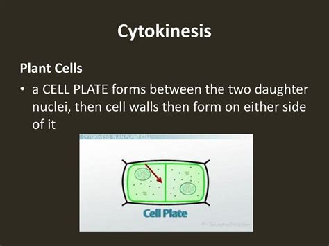 Section 2 Mitosis & Cytokinesis - ppt download