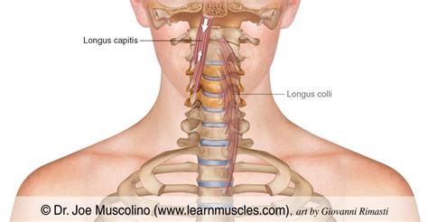 Longus Capitis - Learn Muscles