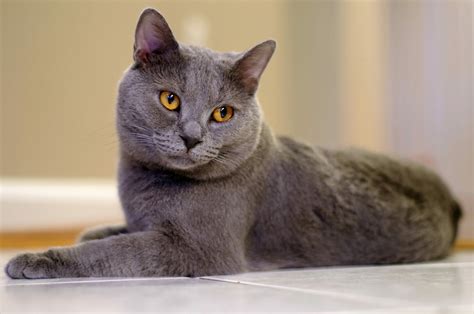 Chartreux Cat Breed: Characteristics & Facts | Cattitude