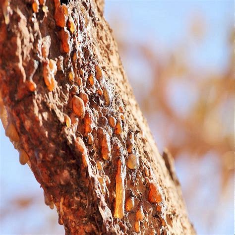 Commiphora Myrrha (Myrrh)