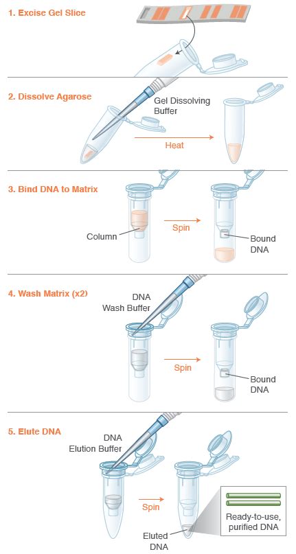 Monarch® DNA Gel Extraction Kit | NEB