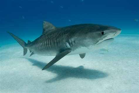 Photographing the Eye of the Tiger (Shark) | PetaPixel