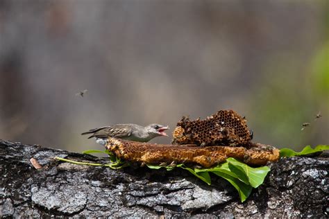 Birds and honey badgers could be cooperating to steal from bees in ...