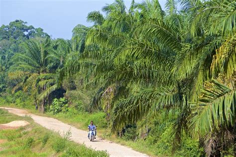 Banana Plantations on the Island of Mindanao, Philippines. Stock Image ...