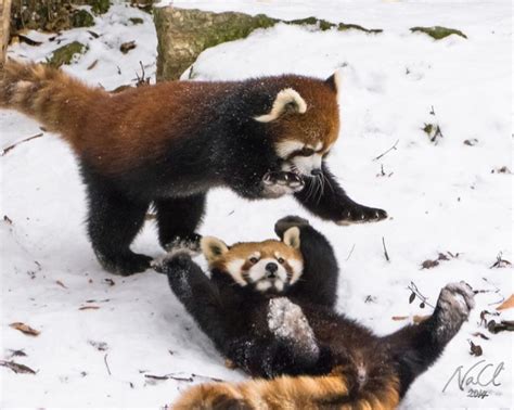 Two Chinese Red Pandas Play In the Snow At The Cincinnati Zoo ...