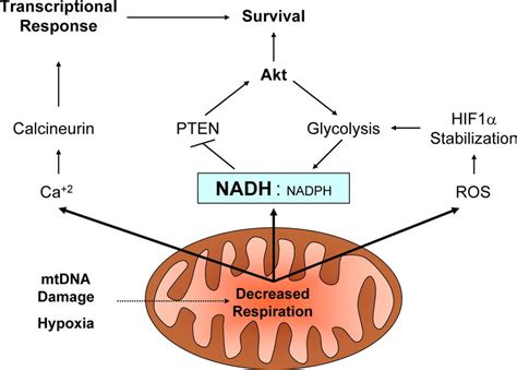 Mitochondrial signaling pathways to regulate cell metabolism and fate ...