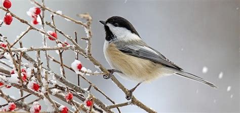 Chickadee Song | Free Sound Effects | Animal Sounds