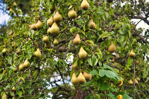 How to Grow Bartlett Pear Trees (Williams Pear Trees)