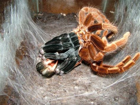 Theraphosa blondi, or the Giant Bird Eating Spider (so named for its famous eating of birds ...