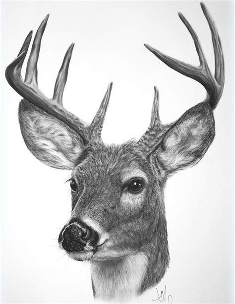 White-tailed Buck SOLD *Prints start at $15* | Deer drawing, Deer art ...