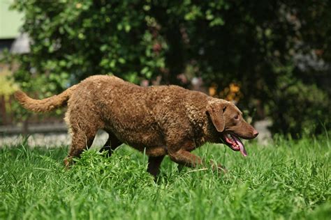 Chesapeake Bay Retriever | Dog Breed Facts and Information - Wag! Dog ...