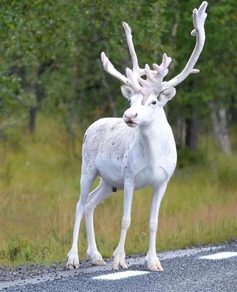 Albino Deer : r/deer