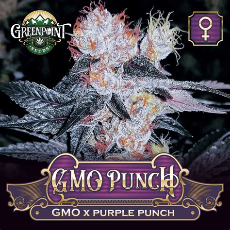 GMO Punch Cannabis Seeds - GMO x Purple Punch | Greenpoint Seeds