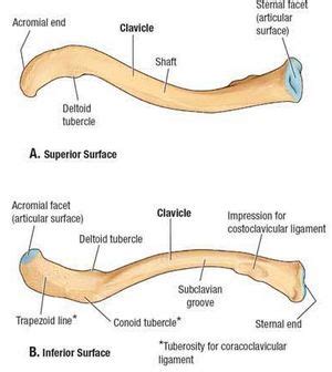 Clinical Anatomy of Clavicle | MEDCHROME