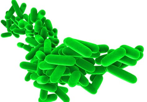 Lactobacillus Bacteria - Immunity Fuel