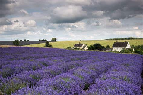 Photograph The Cotswolds Lavender Fields This Summer | ePHOTOzine