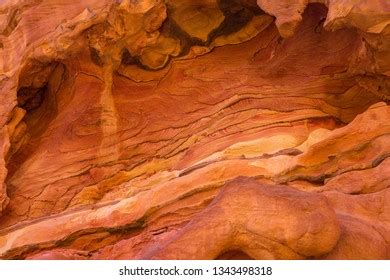 7,583 Red Rock Canyon Wildlife Images, Stock Photos, 3D objects, & Vectors | Shutterstock