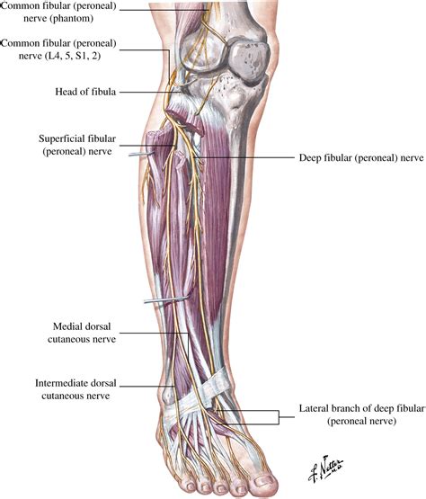 Peripheral Nerve Entrapments of the Lower Leg, Ankle, and Foot - Foot and Ankle Clinics