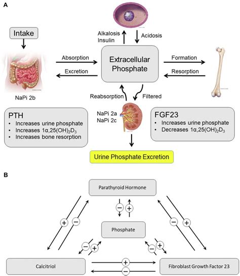 Hypophosphatemia: A Practical Guide to Evaluation and Management - Endocrine Practice