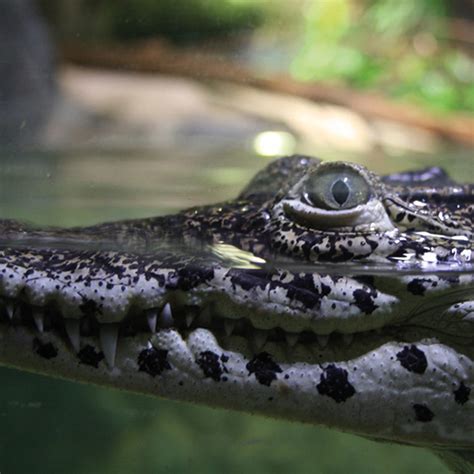 Crocodiles | SEA LIFE Great Yarmouth Aquarium