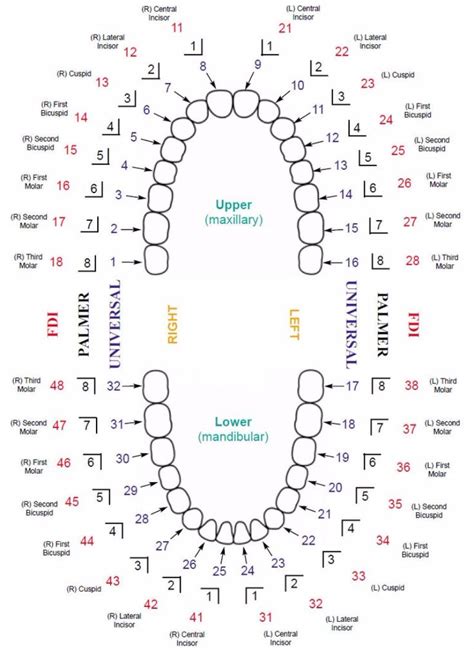 Printable Tooth Chart