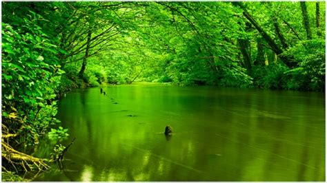 Desktop Wallpaper Nature Green - 1600x900 Wallpaper - teahub.io