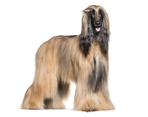 Afghan Hound: Known for its long coat, graceful gait, confidence