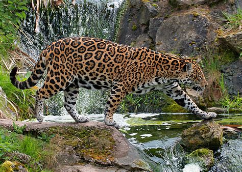 jaguar | Jaguar animal, Wild cats, Big cats