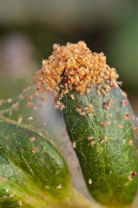 How to Detect and Control Spider Mites | Gardener’s Path