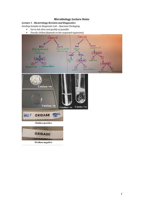 Microbiology Lecture Notes - Microbiology Lecture Notes Lecture 1 ...