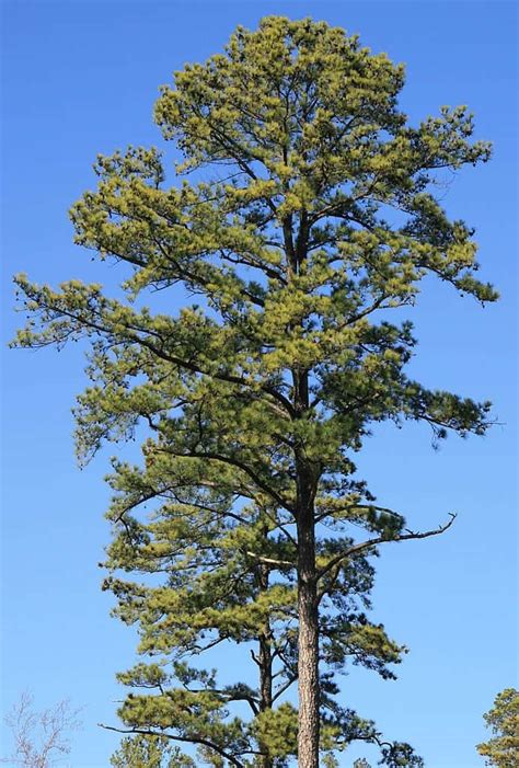 4 Amazing Kinds of Pine Trees w Arkansas | Wzrost