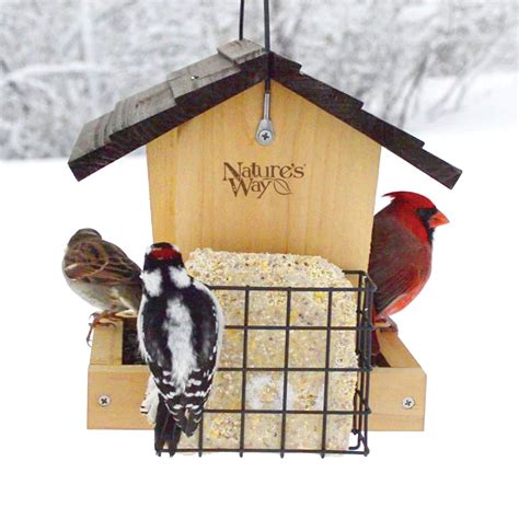 Winter bird feeding guide – natureswaybirds.com