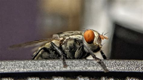 Are fruit flies and gnats the same thing? - Aboutbugz.com