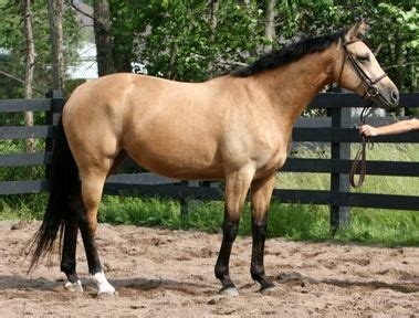 buckskin horse | Beautiful horses, Buckskin horse, Most beautiful animals