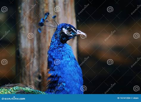 Indian Peafowl stock photo. Image of feathers, indian - 16141204