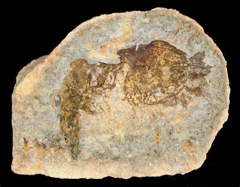 Triassic Fossil Shrimp From Madagascar For Sale (#5162) - FossilEra.com