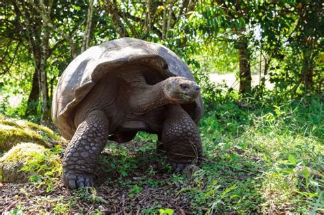 25 Longest Living Animals - Parade Pets