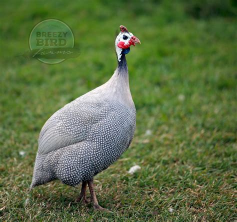 Guinea Fowl