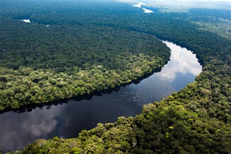 Kehilangan Hutan Indonesia Masih Terjadi di Kawasan Dilindungi, Moratorium Hutan Perlu Diperkuat ...